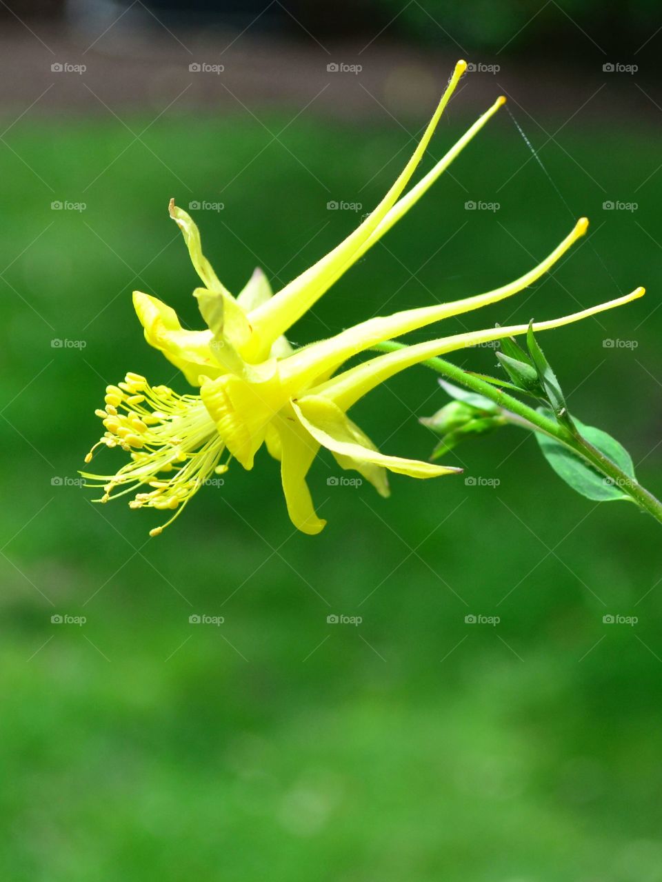 Yellow Dragon Lily