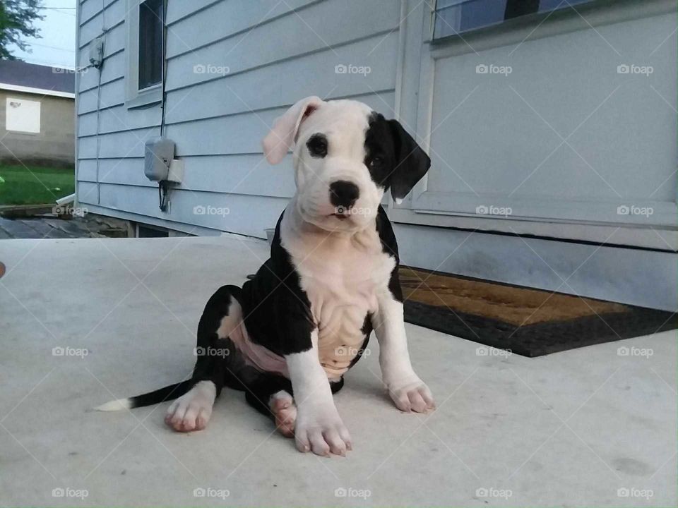 Cute Bulldog Pitbull Mix Puppy