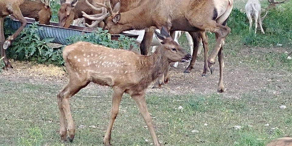 baby elk