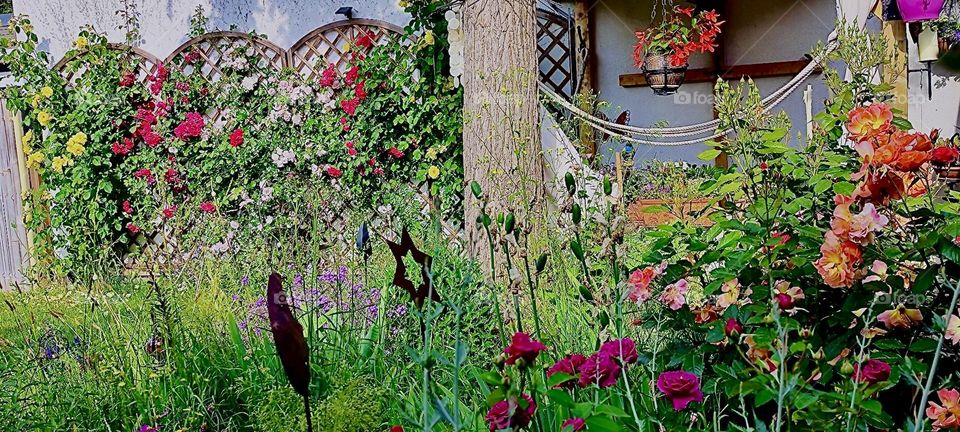 This is a beautiful garden in rural „Bavaria“, Germany in full bloom with multicolor roses and other flowers on a warm sunny afternoon in early November 2023. Hypnotic Productions