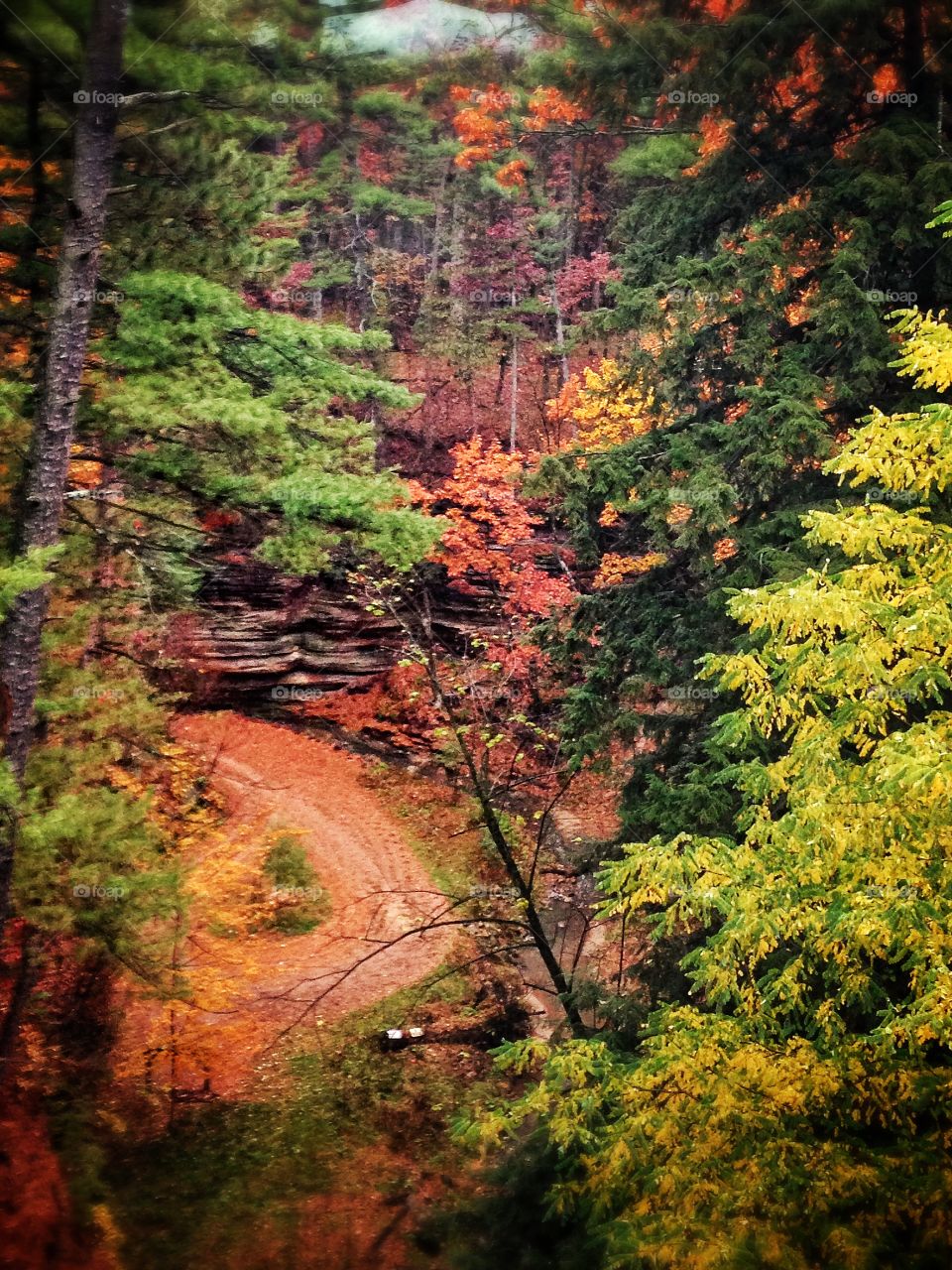 Forest in Wisconsin Dells 