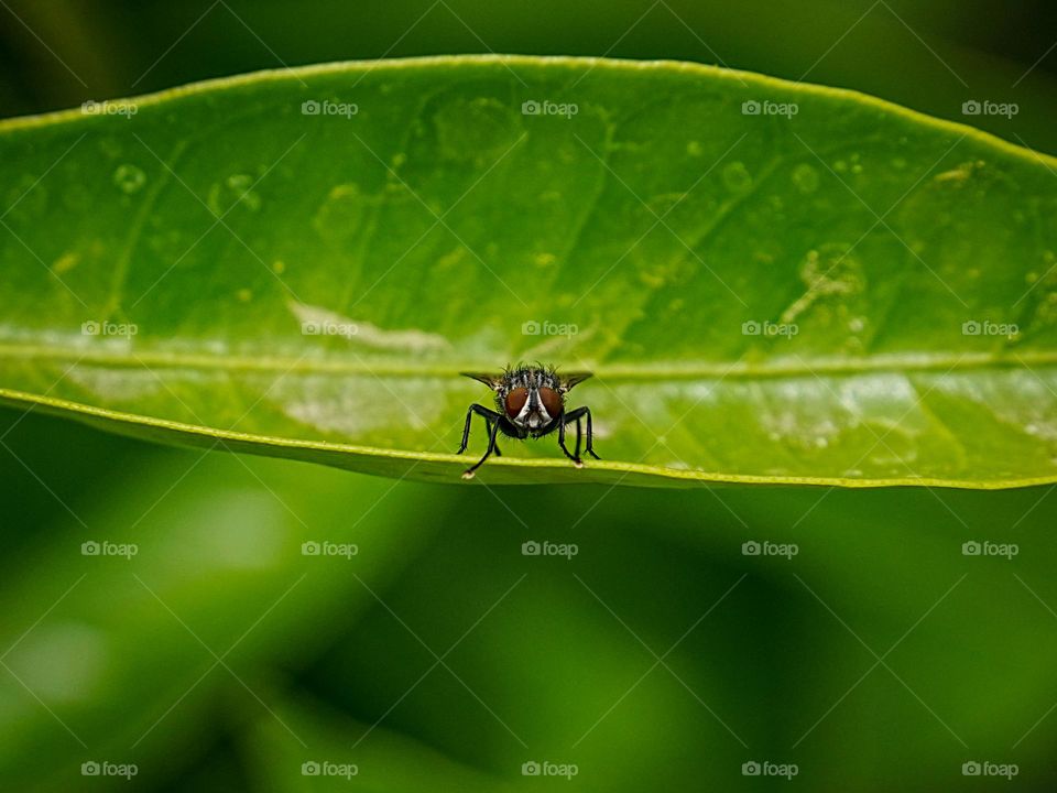 A fly and I have a staring contest in the garden