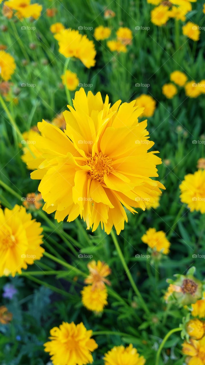 Blooming Yellow