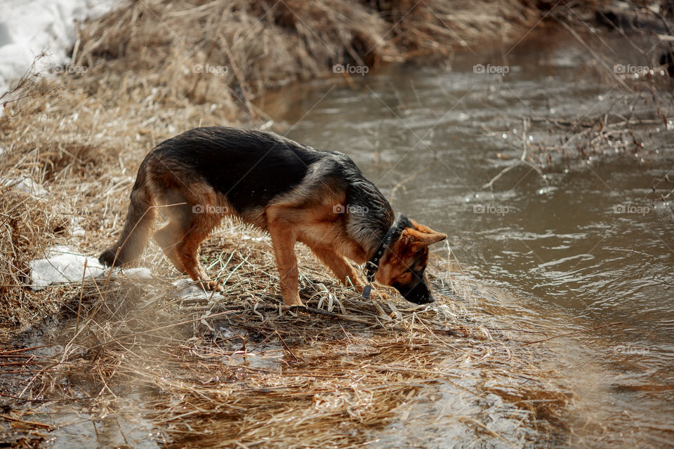 German shepherd 7-th months old puppy in a spring forest 