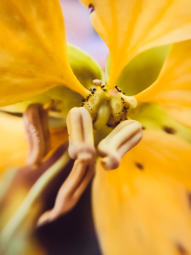 Flower 🌸