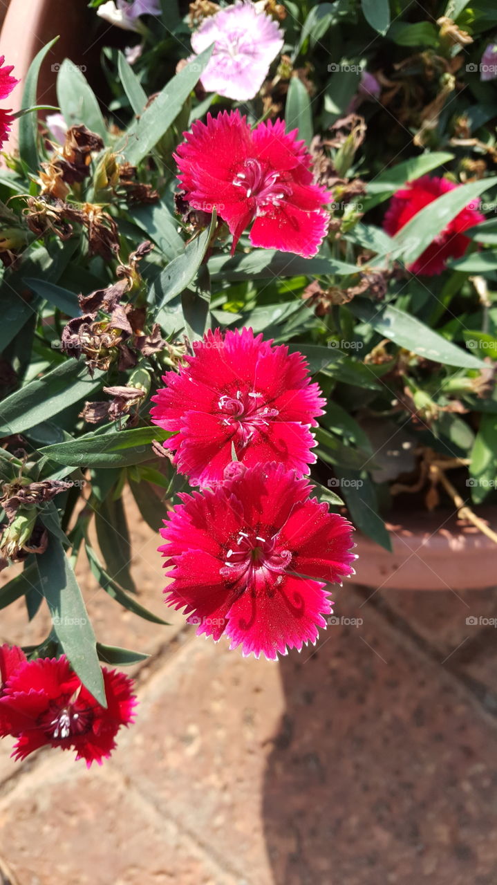 Potted Plant - Red Dianthus Flowers