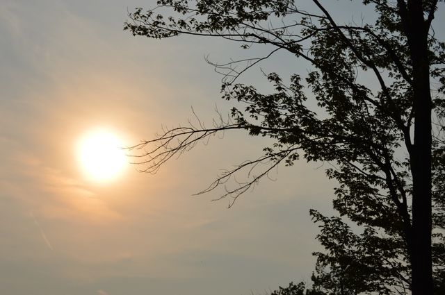 Summer sunset with trees