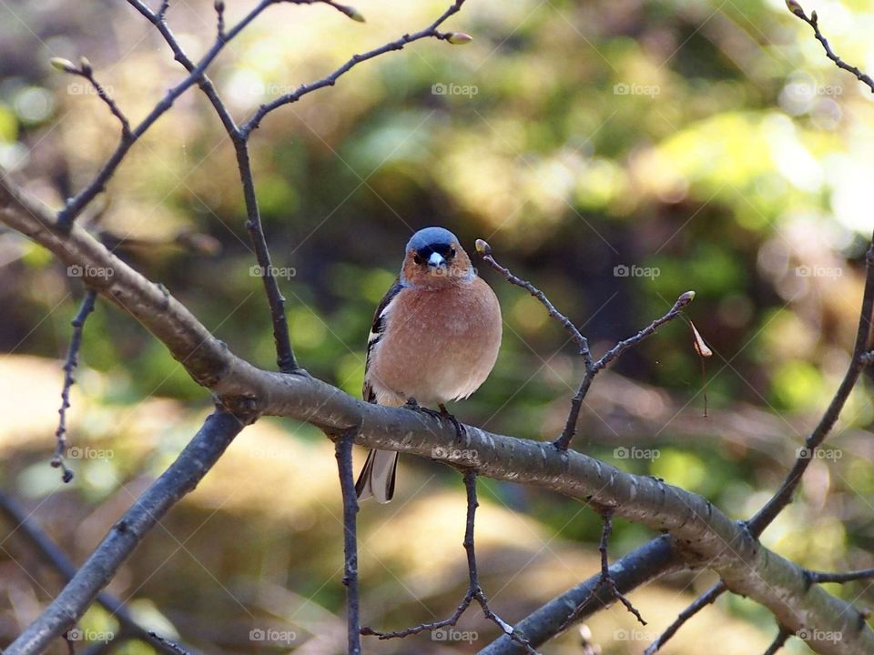 Chaffinch 