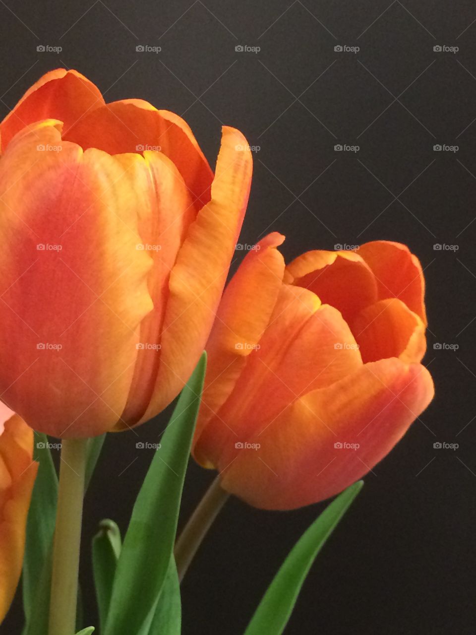 Orange tulips on the black background