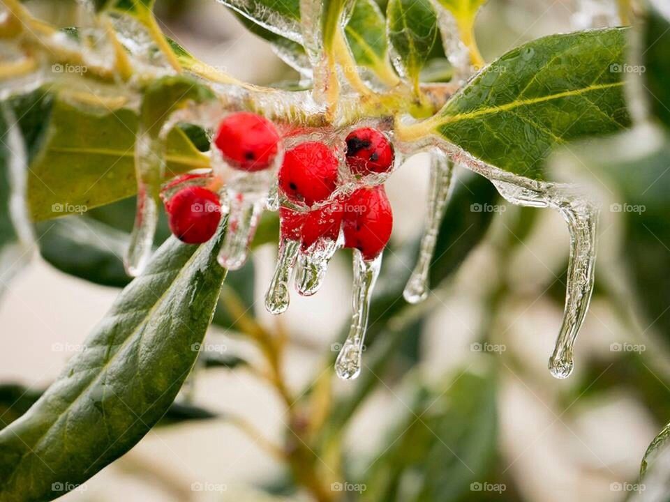 Berry Icy