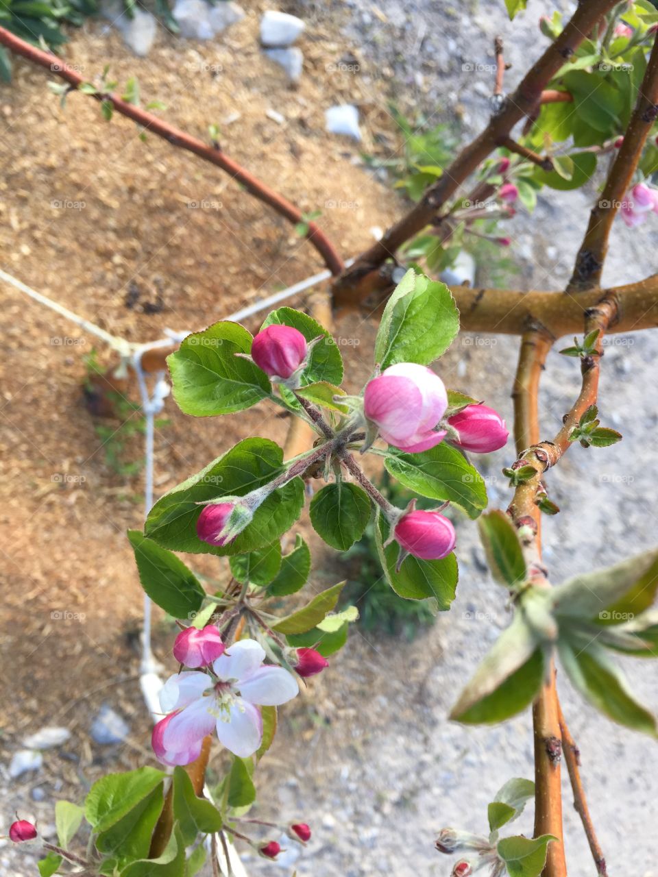 Apple Blossoms 