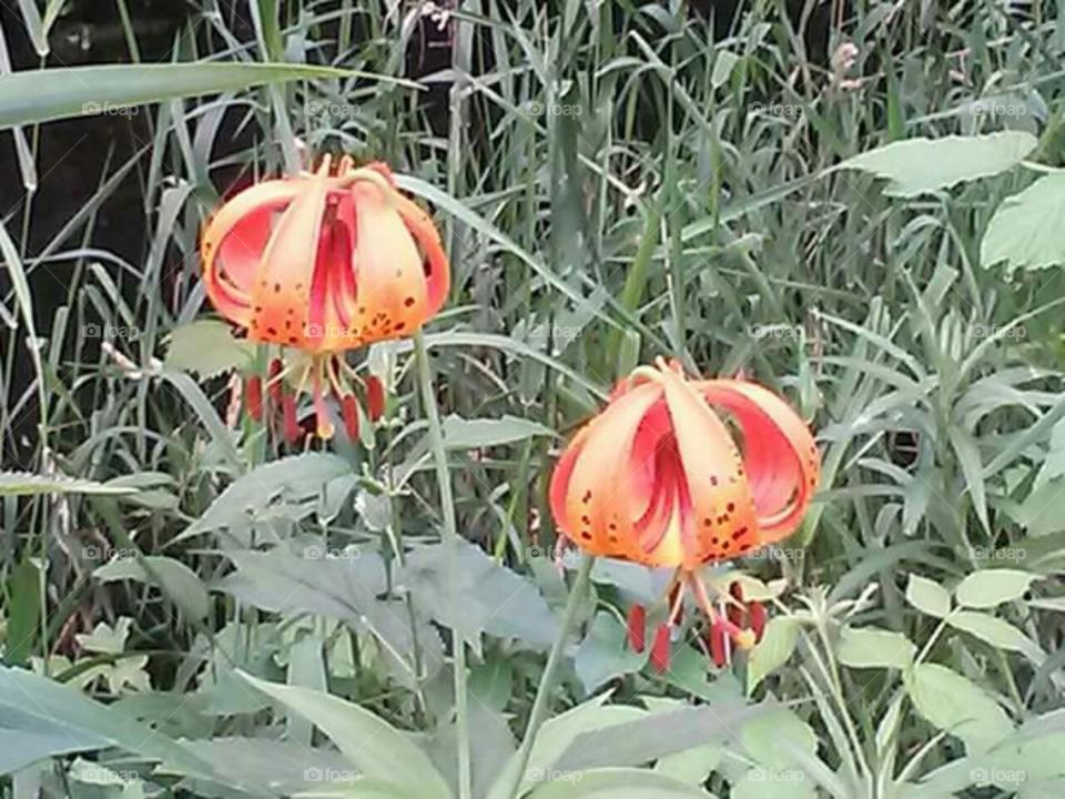 Interesting Orange flowers