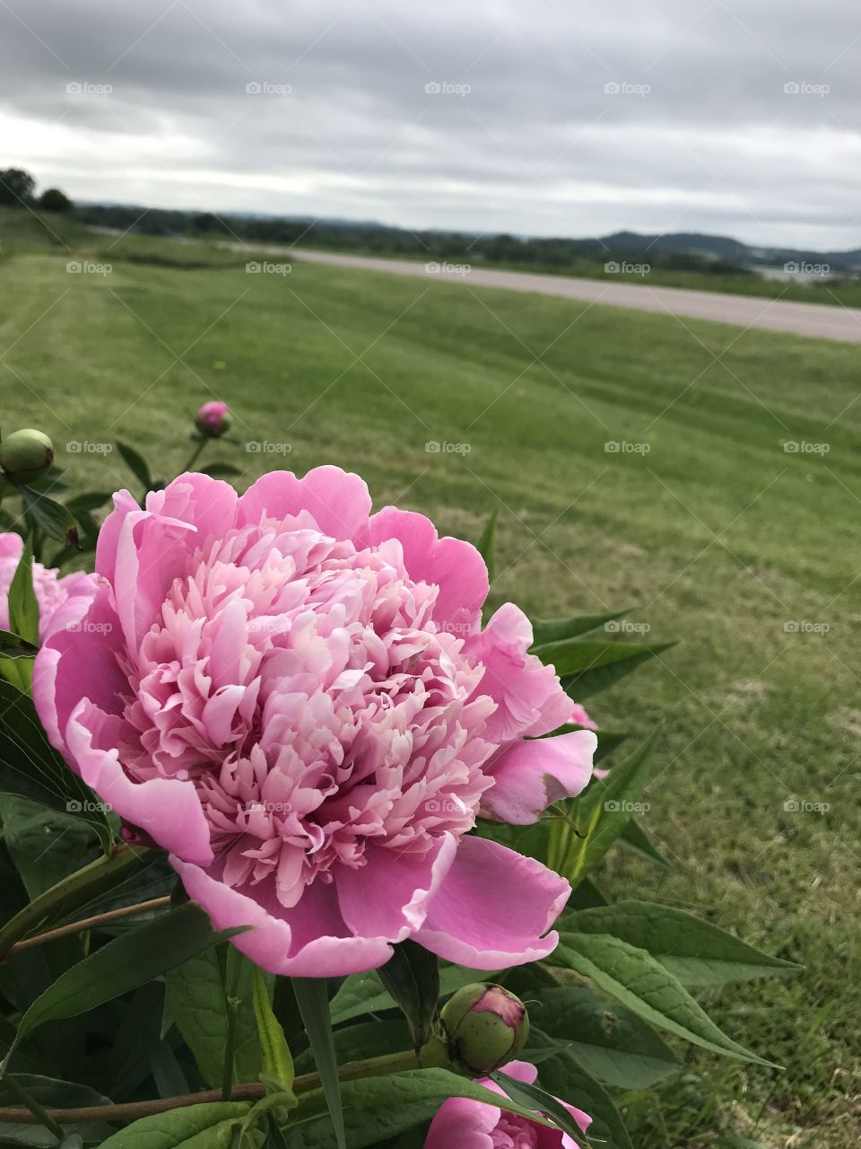 Peony with landscape background