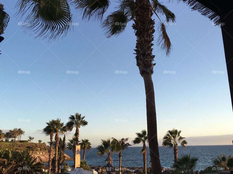 Palm, No Person, Beach, Tree, Seashore