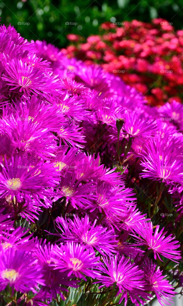 Pink flowers in sunlight