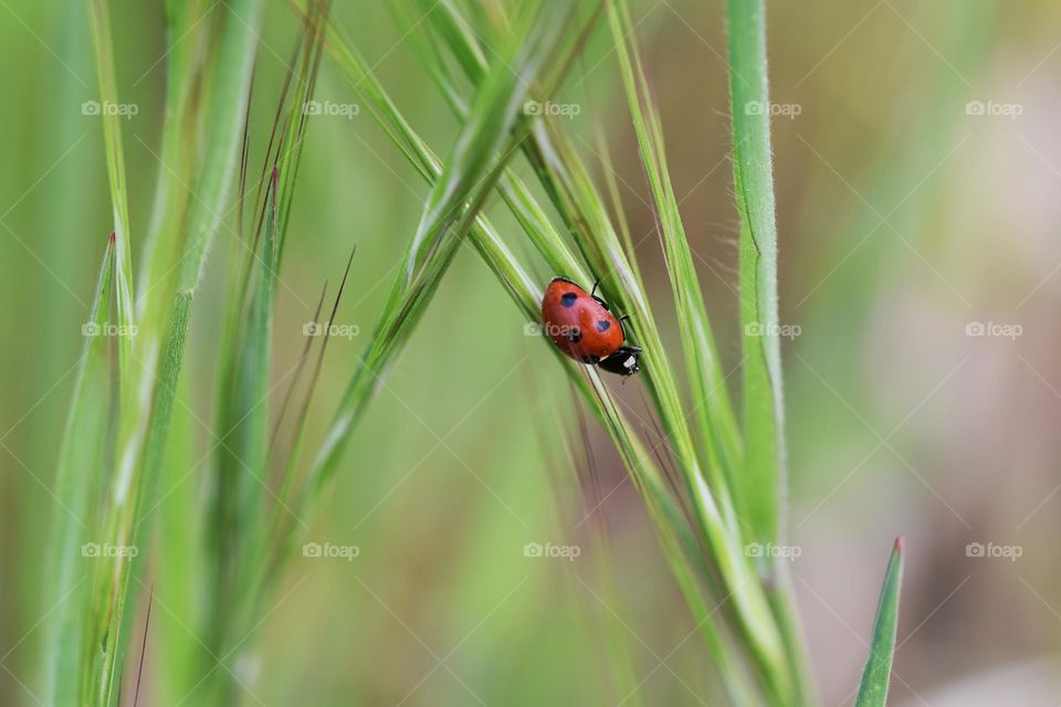 Close up of ladybug in the field