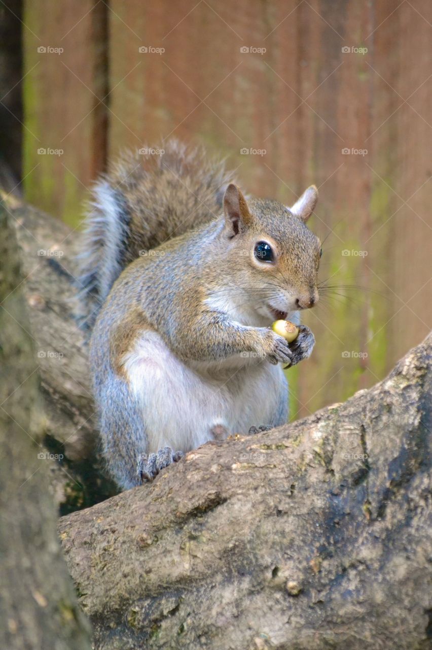 Squirrel Eating Nut
