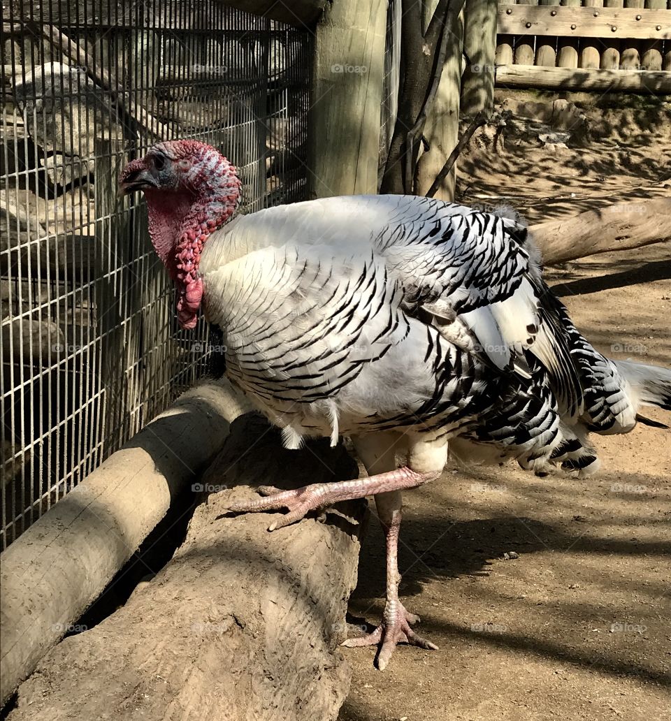 A turkey at the zoo