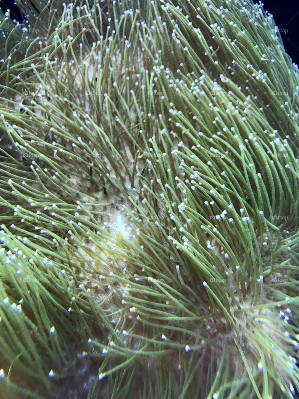Coral