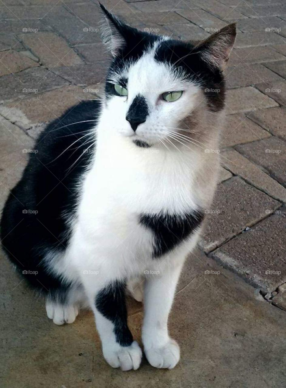 Black and white cat