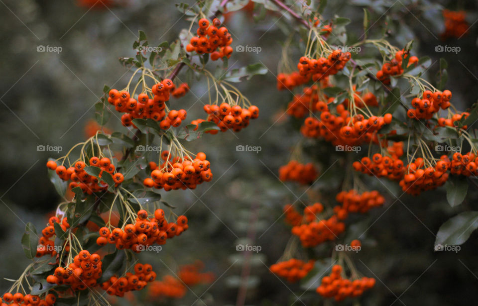 Rowanberry tree branch, fall