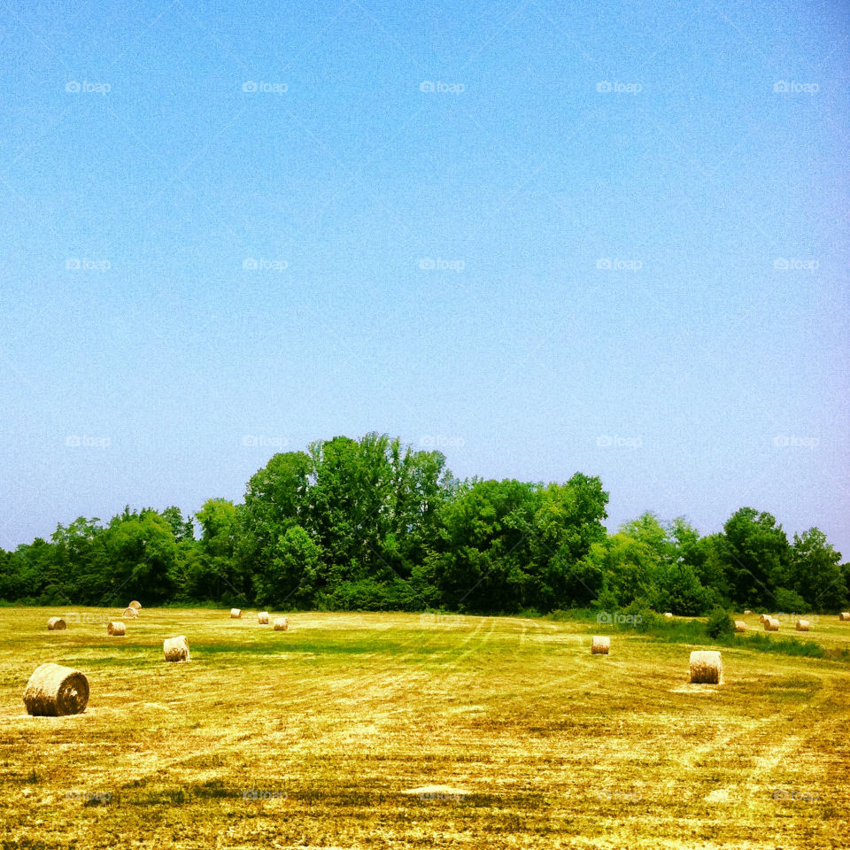 Roadside field of hay bails on a sunny day in Tennessee