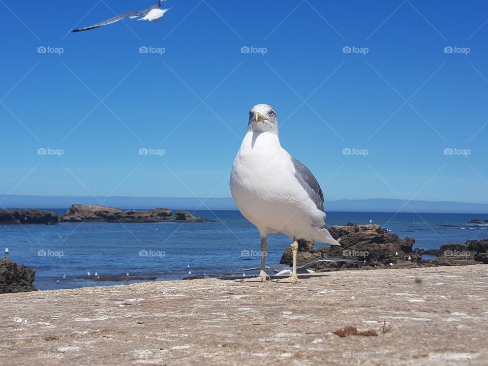 Seagull