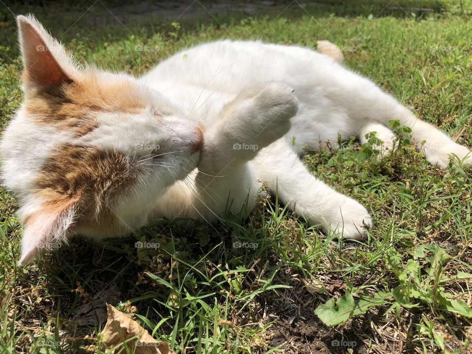 A Cleaning cat on a summer day