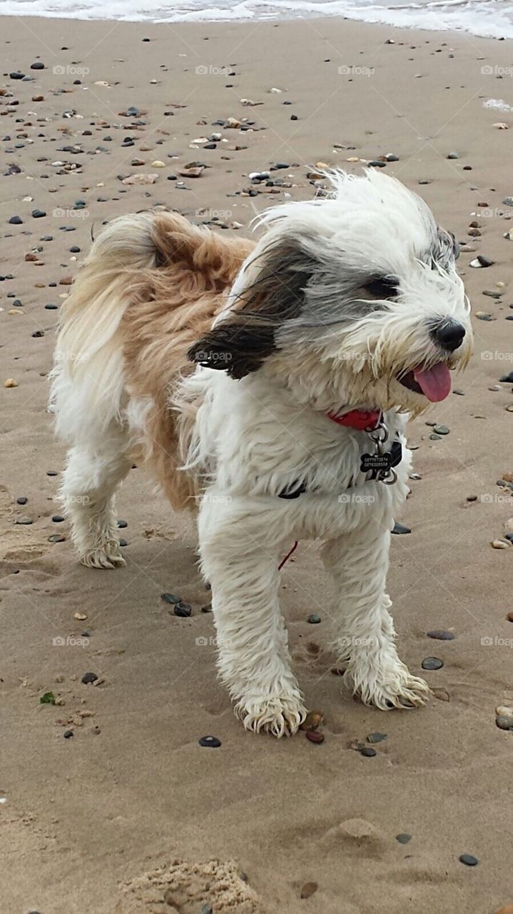 Cute puppy on the beach 