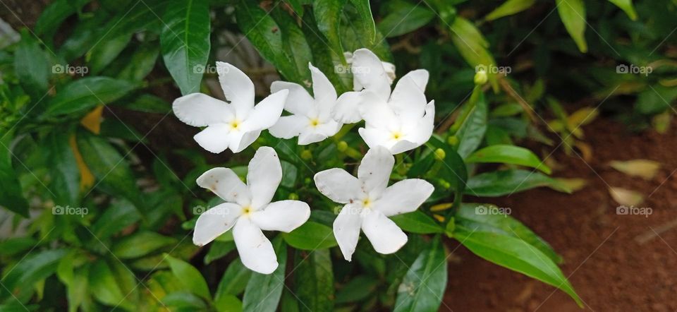 five white flowers