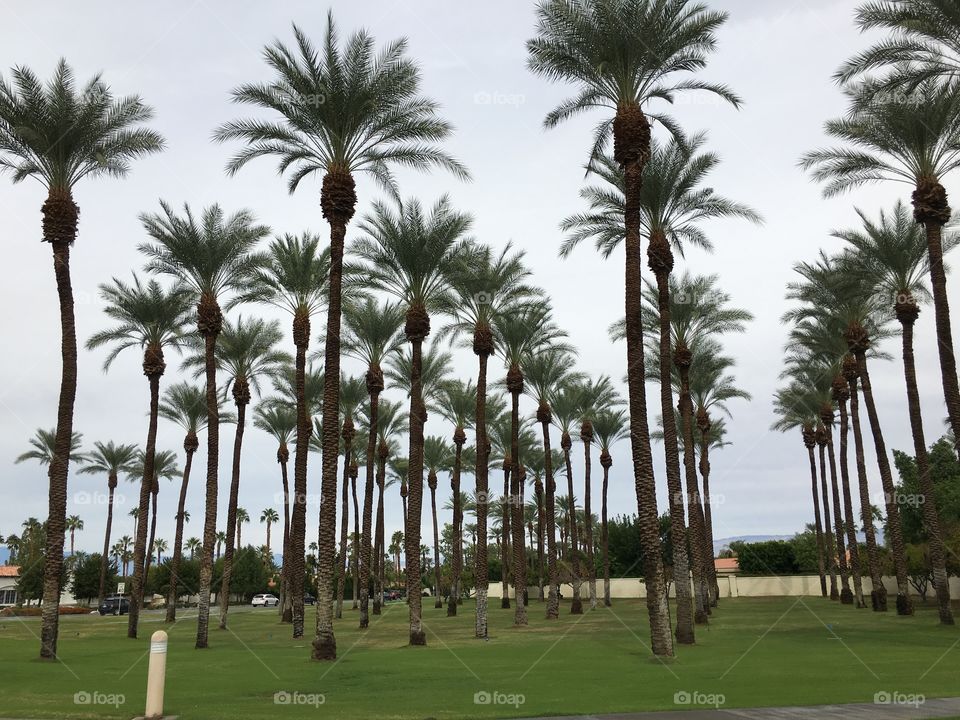 Palms and more