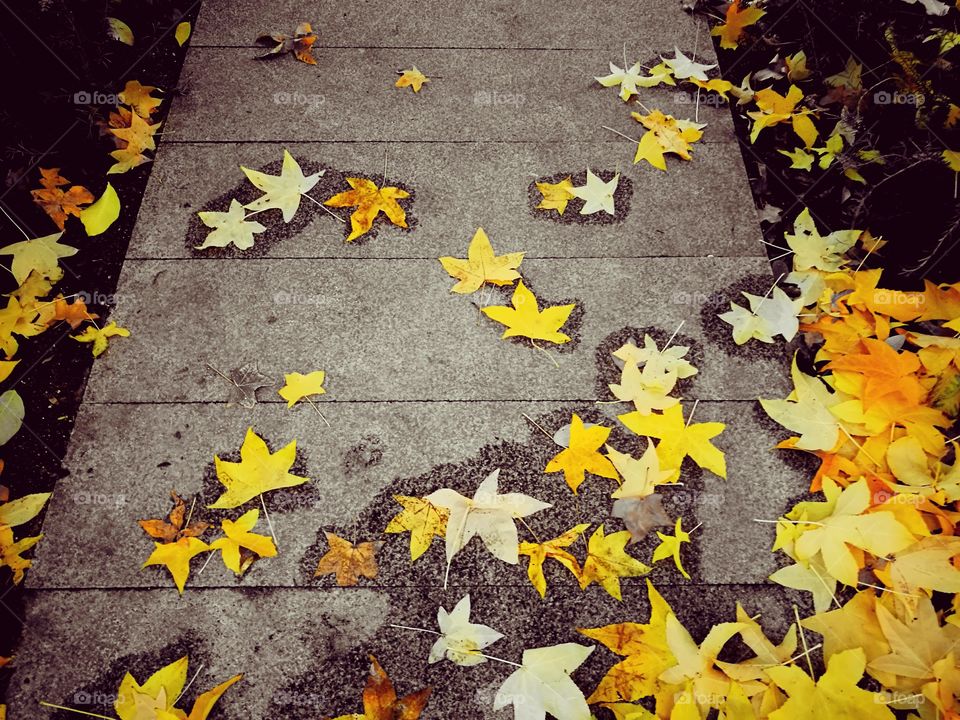 High angle view of autumn leaves