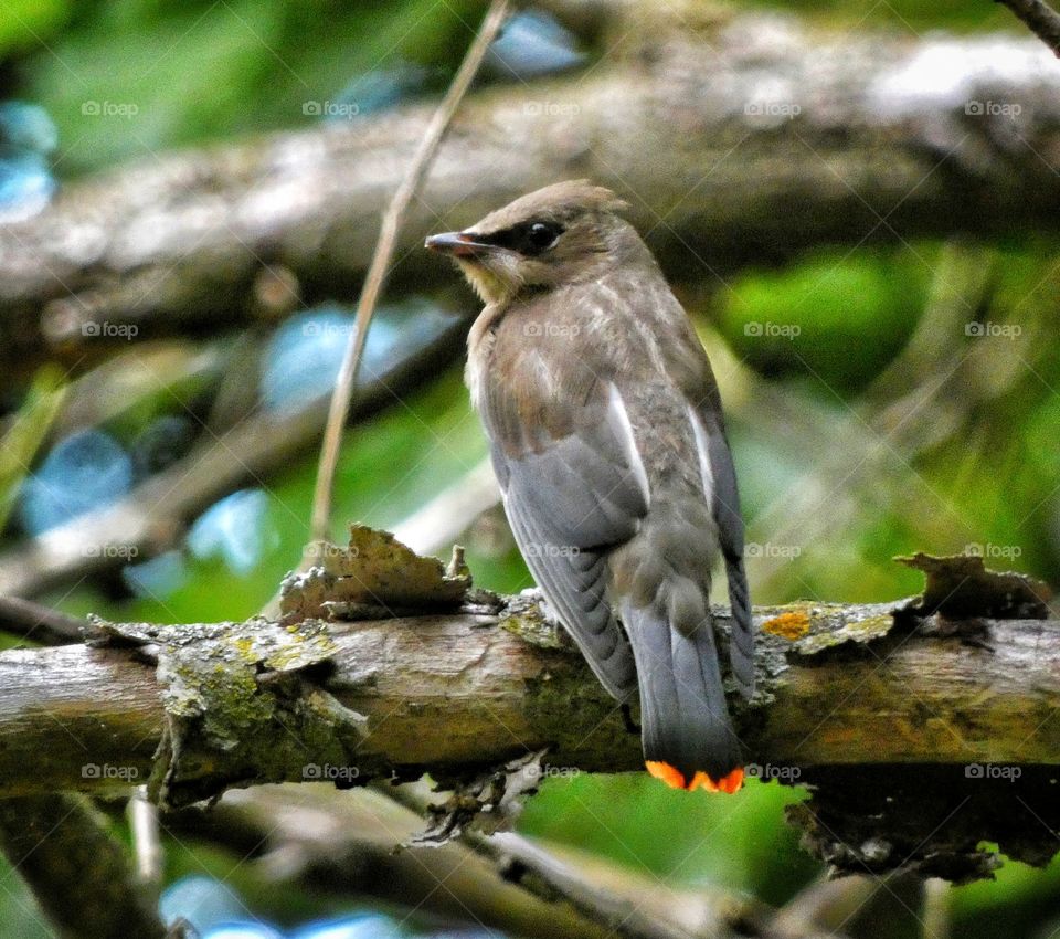 juvenile cedar waxwing