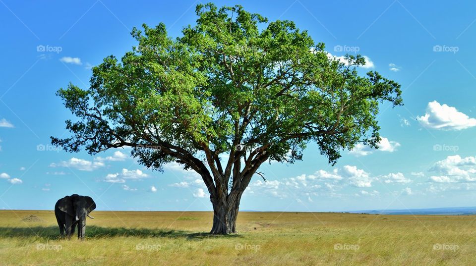 Elephant under a Tree