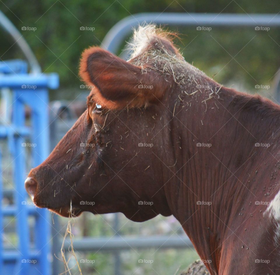 Shorthorn cow with hay on her head. 