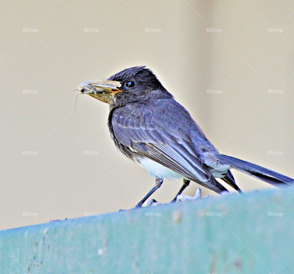 nature bird, close up of a bird with a insect in its beak.