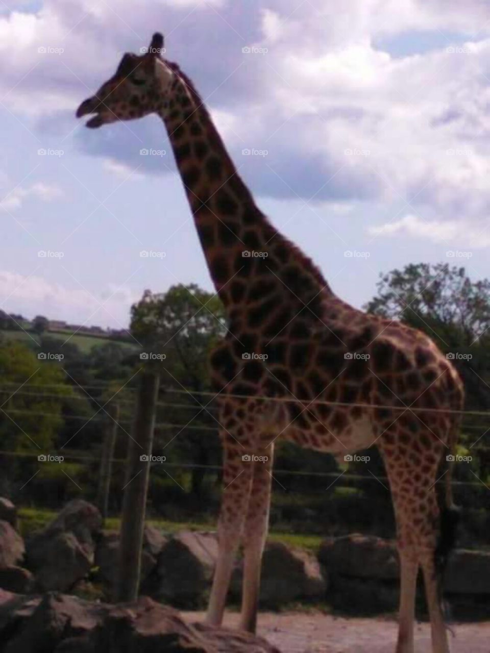Giraffe