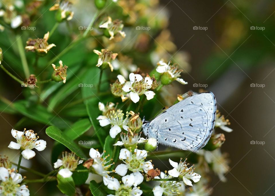 Beautiful and cute butterfly