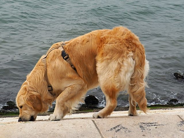 A dog on the edge