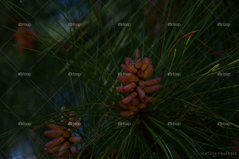 Early Pinecones 