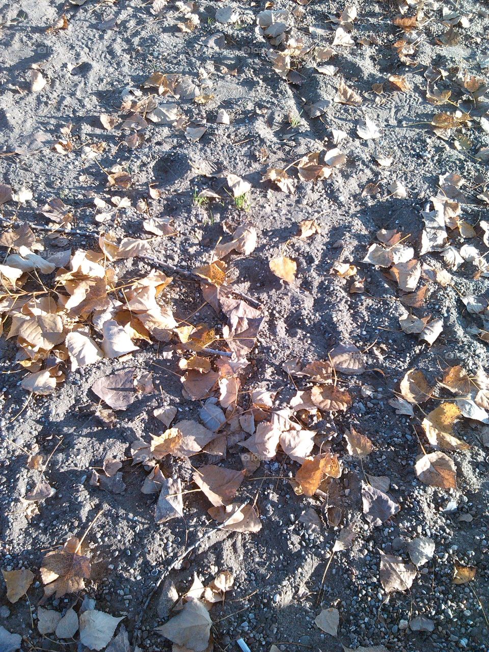#sand#leaves