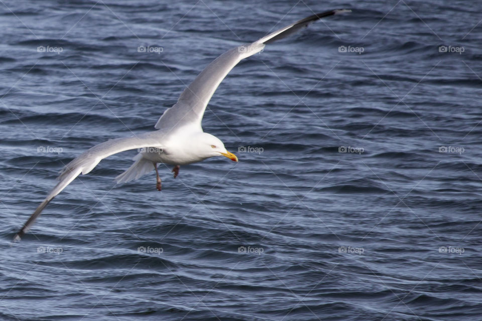 Seagull flying over sea water - close-up - Fiskmås flyger över vatten -  gråtrut- närbild