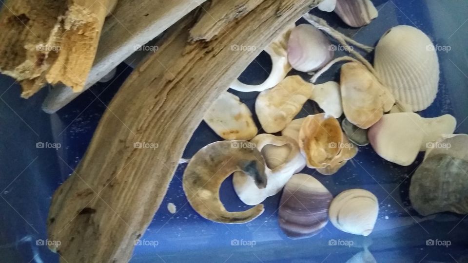 shells
