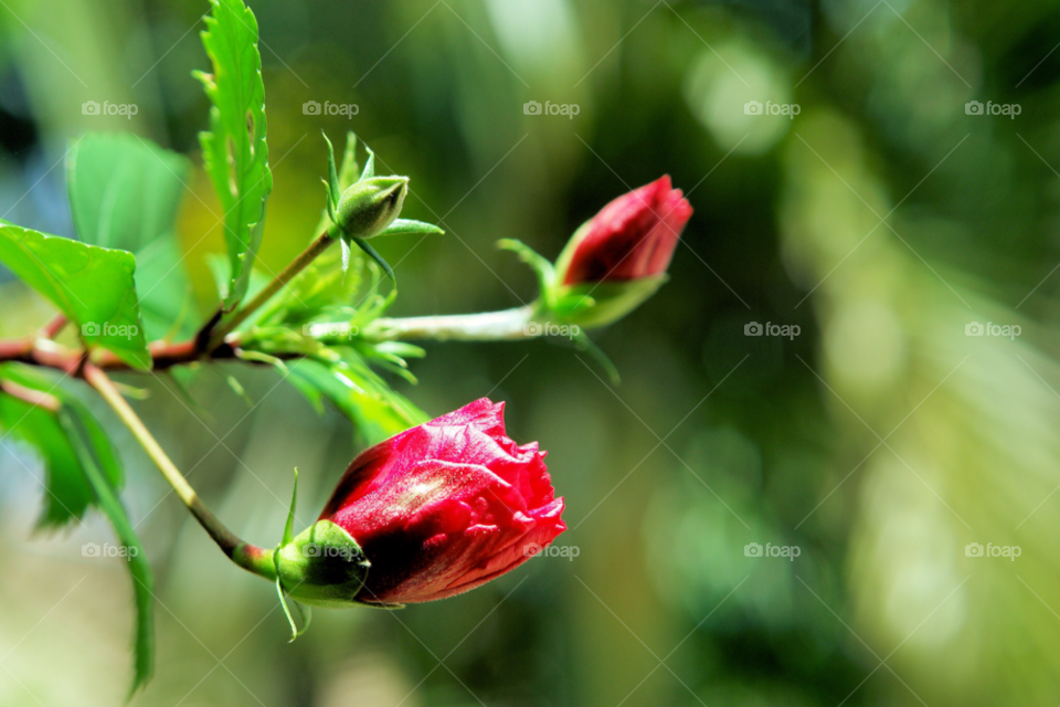 flowers nature flower red by javiercorrea15