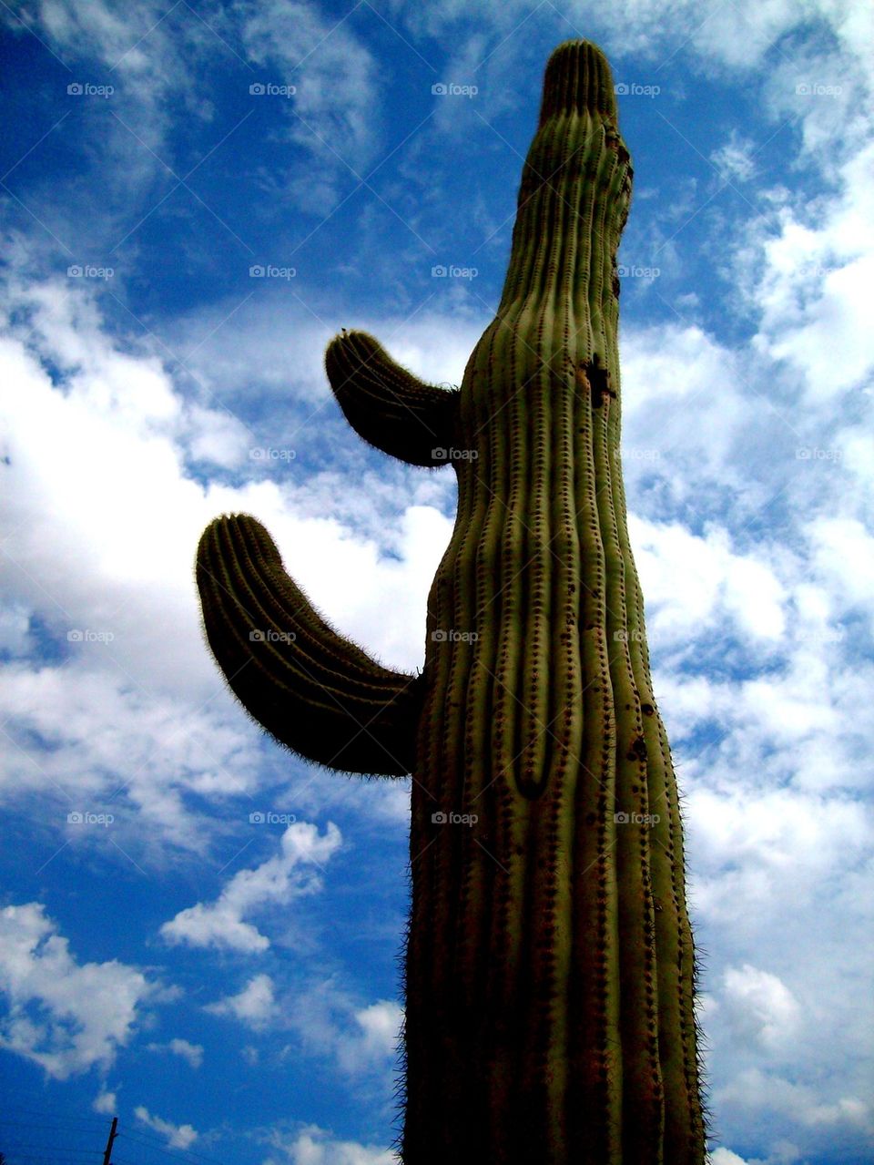 Tall Cactus
