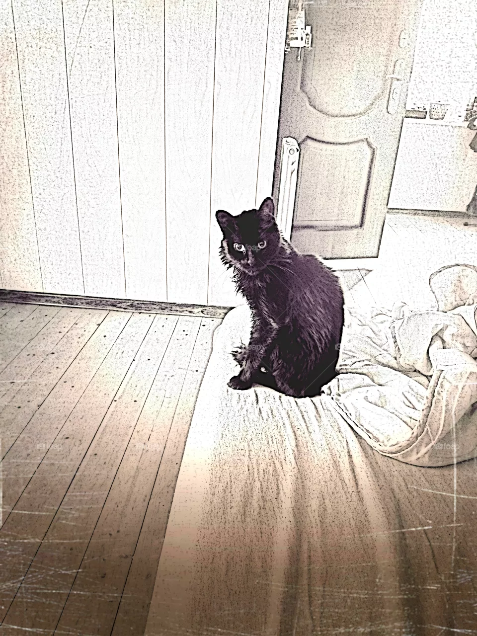 Cat.