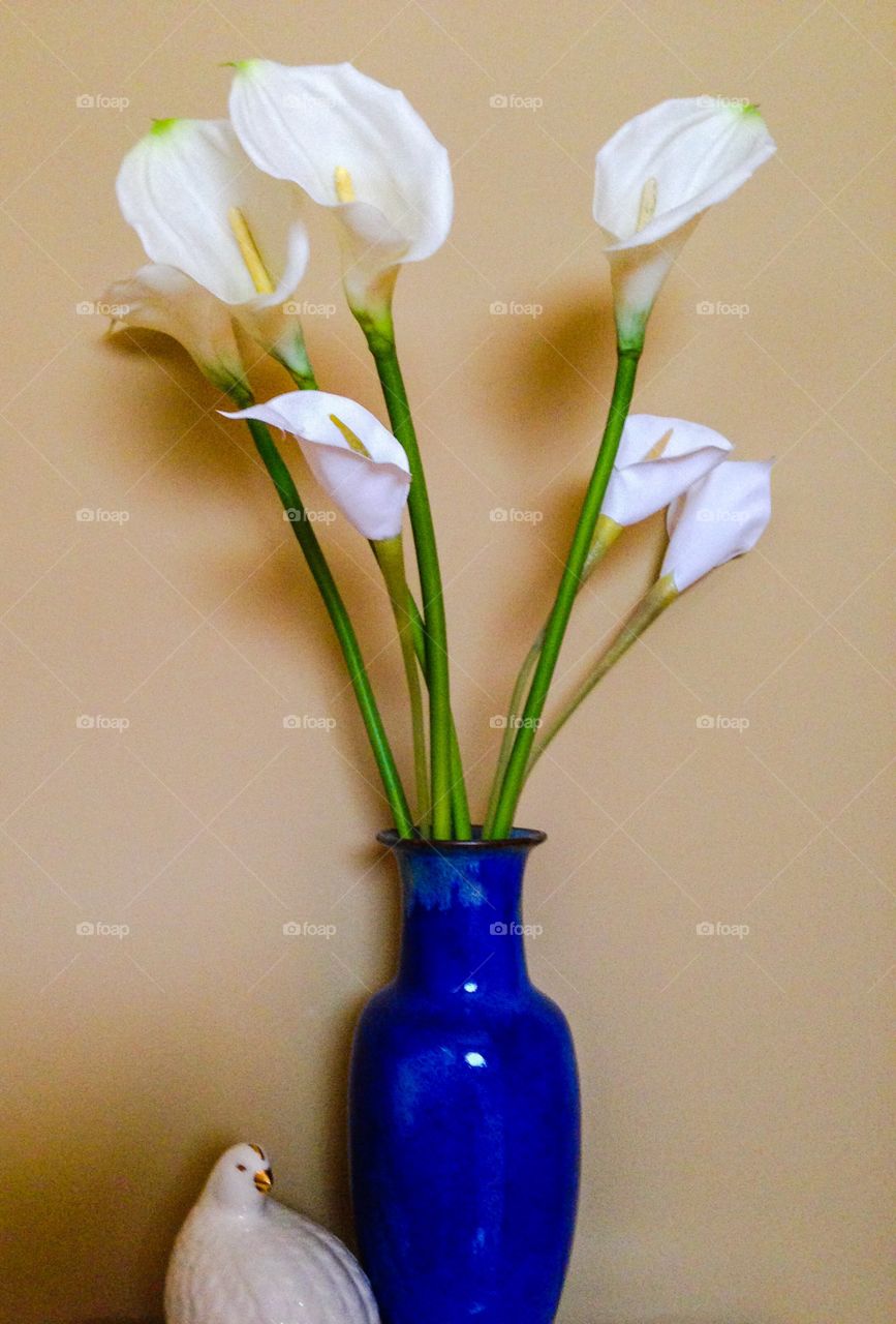 Callalily in a vase . Callalily