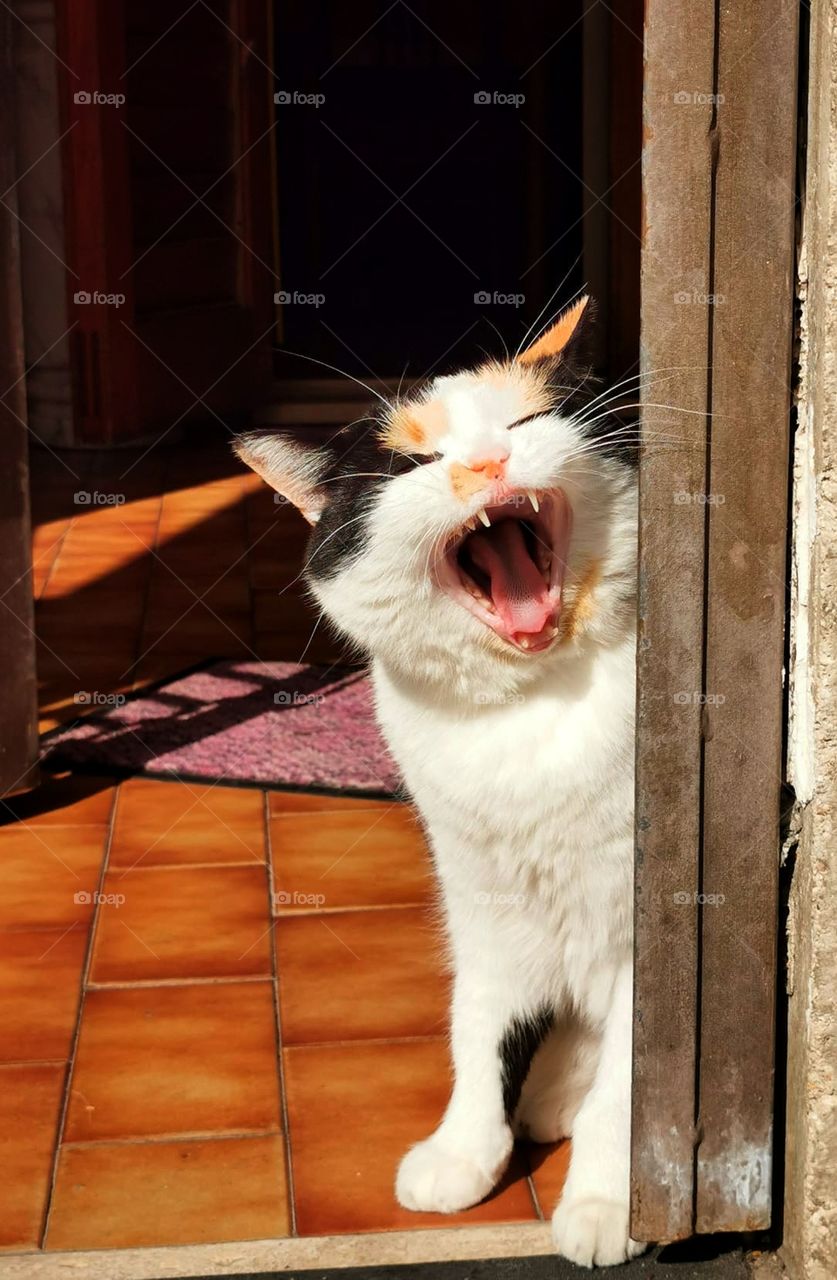 Cat that yawns