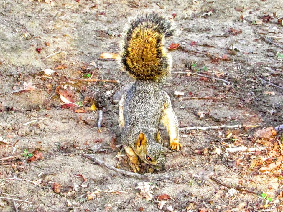 squirrel