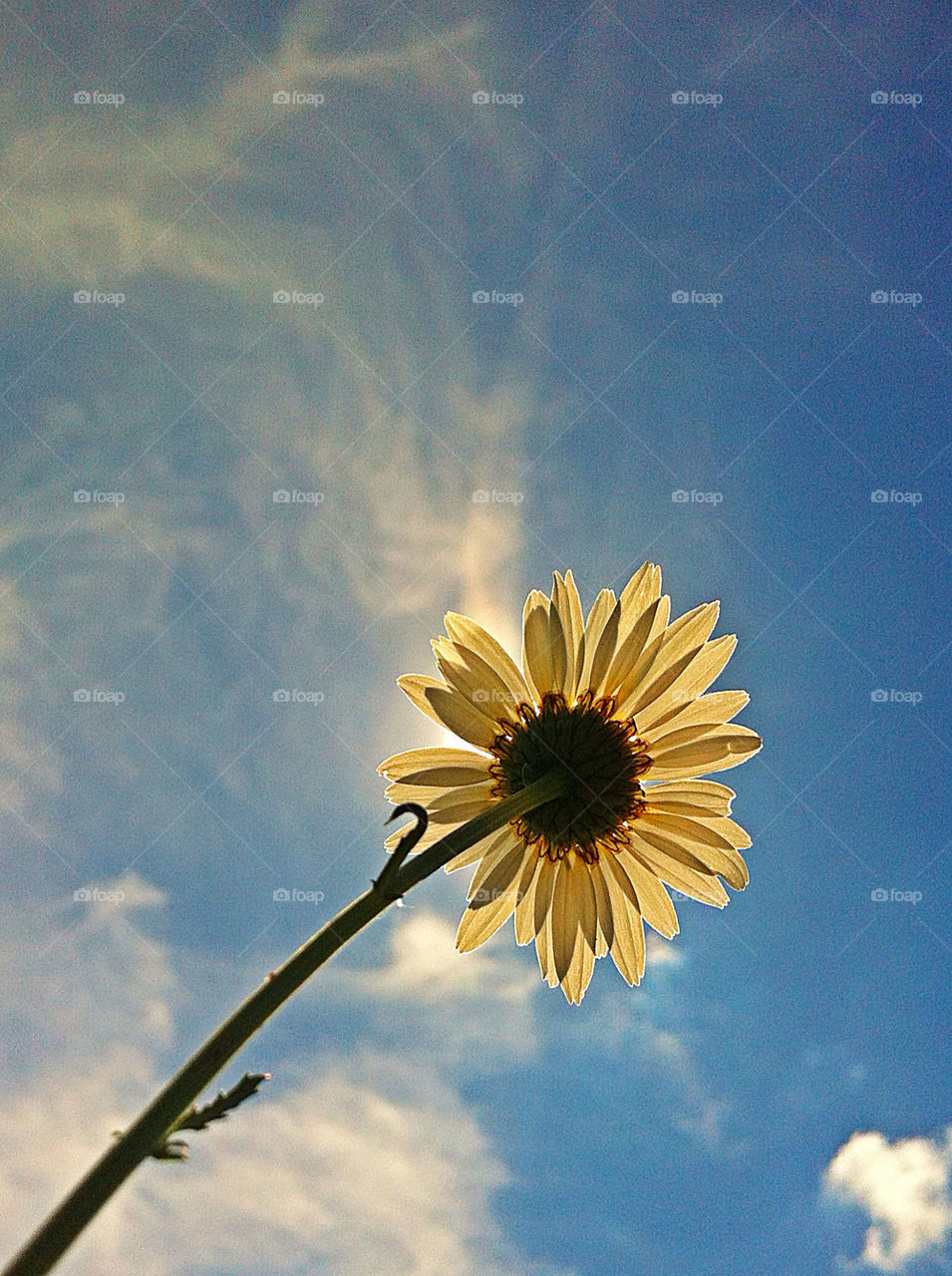 sky flowers garden kazakhstan by campbellrobertson